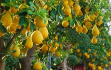 Lời khuyên đến những gia đình đang trồng cây bưởi
