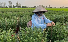 Loài cây tưởng chỉ trưng cho đẹp, ai ngờ còn là thuốc quý được Mỹ đánh giá cao: Người Việt dùng nhiều mà ít biết