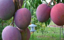 Loại quả ‘trứng của mặt trời’ vừa được đấu giá hơn 16 triệu đồng/cặp tại một quốc gia châu Á, Việt Nam vừa trồng thành công tại TP HCM