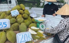 Doanh nghiệp và người trồng sầu riêng "đứng ngồi không yên"