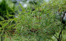 3 lý do bạn nên trồng một cây đinh lăng trong nhà