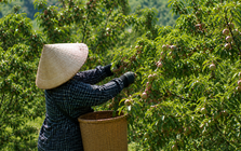 Loại quả bán đầy chợ Việt sang Mỹ thành hàng đắt đỏ: Có nơi giá chạm mốc 700.000 đồng/kg, ai cũng ngỡ ngàng
