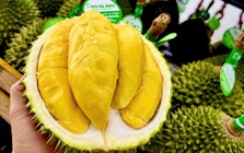 Sầu riêng 50.000 đồng/kg vẫn khó bán, loại nửa triệu đồng/kg lại ‘cháy hàng’