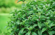 Trồng 1 trong 4 loại cây này quanh nhà, chuột thấy mùi là tránh xa