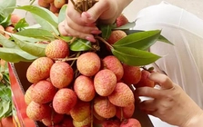 Kỷ lục: 300.000 đồng/kg vải thiều bán tại vườn