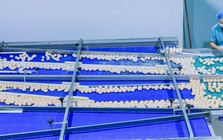 Phát hiện 1 nhà máy trứng sản xuất gần 900.000 quả/ngày: Trứng “không chạm đất” từ lúc đẻ tới lúc bán
