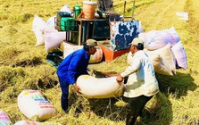 Thời cơ nâng giá trị gạo Việt