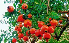 Vì sao người xưa thường trồng cây lựu trong sân nhà?