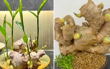 Vì sao nhiều gia đình thích trồng gừng quanh nhà?