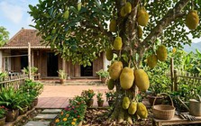 Vì sao người xưa thường trồng cây mít trong vườn nhà?