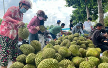 Siết chặt quản lý chất lượng sầu riêng