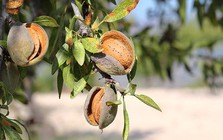 Đắt hơn sầu riêng, Việt Nam thu hàng chục triệu USD từ một loại 'siêu thực phẩm', công dụng nhiều không kể xiết