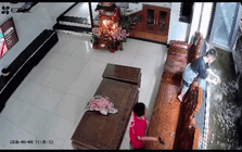 Đàn cá Koi Nhật hơn chục con lăn ra chết, camera tiết lộ nguồn cơn từ hành động của “khối nghỉ hè”