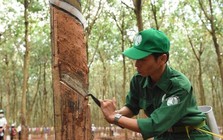 Cổ đông Cao su Phước Hòa (PHR) sắp nhận cổ phiếu thưởng “khủng” tỷ lệ 10:8