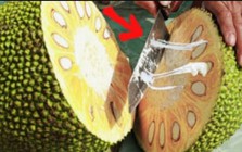Bổ mít mà bôi thêm 1 lớp này, dao trơn tuồn tuột, vừa không lo dính nhựa, lại còn dễ vệ sinh