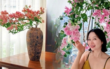 Lời khuyên cho người muốn trồng hoa giấy bonsai trong nhà