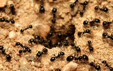 Kiến xuất hiện ngày càng nhiều vào mùa hè: 5 nguyên liệu có sẵn trong bếp giúp xua đuổi chúng mà không cần dùng hóa chất