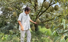 Sầu riêng Thái rớt giá, nhà vườn đứng ngồi không yên