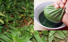Tác dụng của cây lược vàng với sức khỏe