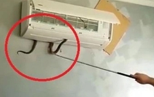 Cách phòng tránh rắn chui vào điều hòa trong ngày hè