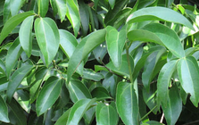 Một loại cây thân gỗ Việt Nam trồng rất nhiều nhưng thế giới lại quý hiếm: Vừa mang về hơn 89 triệu USD, giá hơn 2.500 USD/tấn