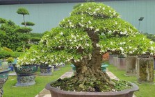 "Trồng đúng cây, ba đời vượng": Đây là 3 loại cây nên có trong nhà