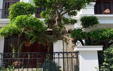 Người xưa dặn: Trước cửa có 3 cây này chẳng khác nào giữ báu vật trong nhà, tài lộc tụ về, con cháu dễ thành đạt