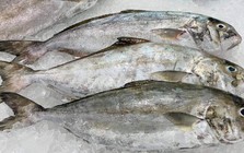 Loài cá nghe tên "ngượng đỏ mặt" - Đặc sản độc đáo bổ dưỡng với giá đắt đỏ vẫn được "săn lùng"