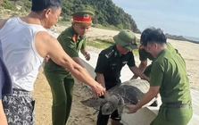 Bắt gặp 'vị khách' quý trong lưới, ngư dân có hành động bất ngờ