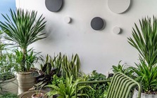 2 hướng trồng cây trong nhà: Trồng đúng sẽ có đủ tài lộc, sức khỏe