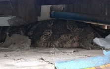Một mình ở nhà, cụ bà 78 tuổi nghe tiếng động lạ rồi thất kinh thấy "quái vật" dài hàng mét bò vào phòng