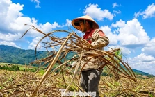 Vựa mía lớn nhất nước lao đao