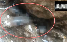 Liều thò tay vào khe hẹp trong nhà mới, người đàn ông liên tiếp kéo ra hơn 35 sinh vật: Ai cũng nổi da gà