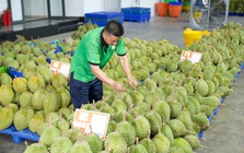 Gỡ nút thắt kiểm nghiệm để giữ thị trường tỷ đô cho sầu riêng Việt