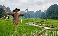 Vì sao bù nhìn trên đồng ruộng đánh lừa được các loài chim thông minh?