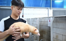 Khám phá trang trại nuôi chồn hương đặc biệt ở TP Đồng Nai