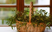 6 loại cây "hút cạn" may mắn, chớ nên đặt trong nhà