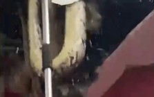 Đục trần kiểm tra tiếng động bí ẩn, cả gia đình hét thất thanh khi 3 "quái vật" khổng lồ cùng rơi xuống