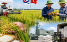 Việt Nam mang "bí quyết trồng lúa" sang Cuba, kết quả sau vài tháng gây chú ý