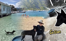 Có một "nhân viên" ai đến đảo Bích Đầm cũng muốn gặp: Da rám nắng, ngày nào cũng đi tuần bãi biển