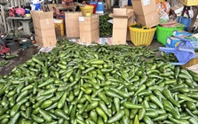 Bơ đặc sản từng ‘gây sốt’ nay rớt giá thê thảm