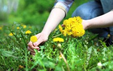 Phát hiện khả năng "tiêu diệt" tế bào ung thư cực đỉnh của loại rau mọc dại đầy Việt Nam