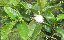 Hiện tượng cây ổi nở hoa