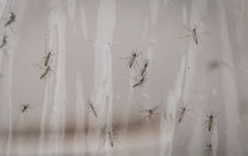 Mỹ xem xét thả 32 triệu con muỗi nhiễm vi khuẩn tự nhiên ra môi trường: Chuyện gì đây?