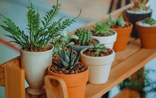 5 loại cây không nên trồng trong nhà