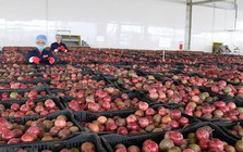 Một 'báu vật' triệu USD của Việt Nam được Trung Quốc liên tục săn đón, nước ta là nhà xuất khẩu top 10 thế giới