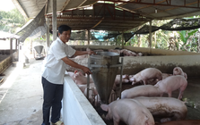 Người nuôi heo lãi lớn