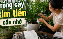 Cây kim tiền được xem là “hút tài lộc”, nhưng có 3 kiểu gia đình nên cân nhắc kỹ trước khi mua về nhà