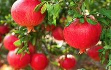 Vì sao người xưa thường trồng một cây lựu trước cổng?