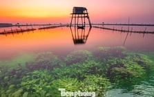 Khung cảnh 'siêu thực' trên bãi biển nổi tiếng Hưng Yên